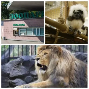 Зоопарк Киев. Обзор всех зоопарков