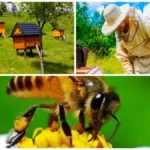 товари для бджільництва