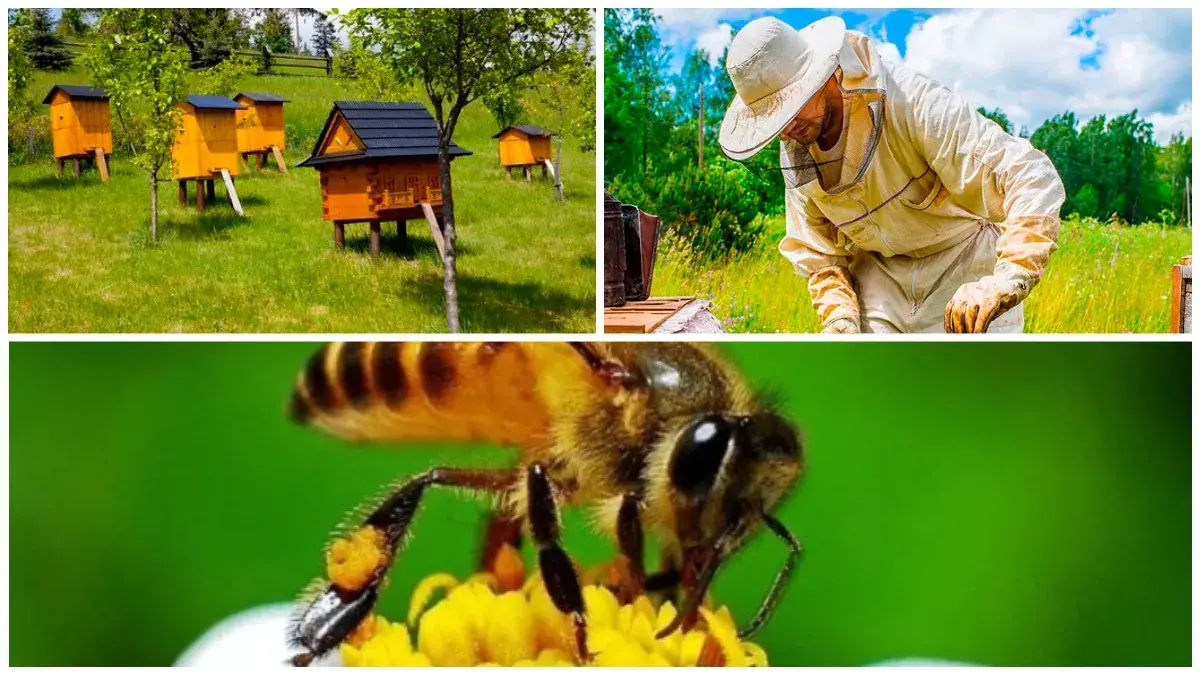 товари для бджільництва