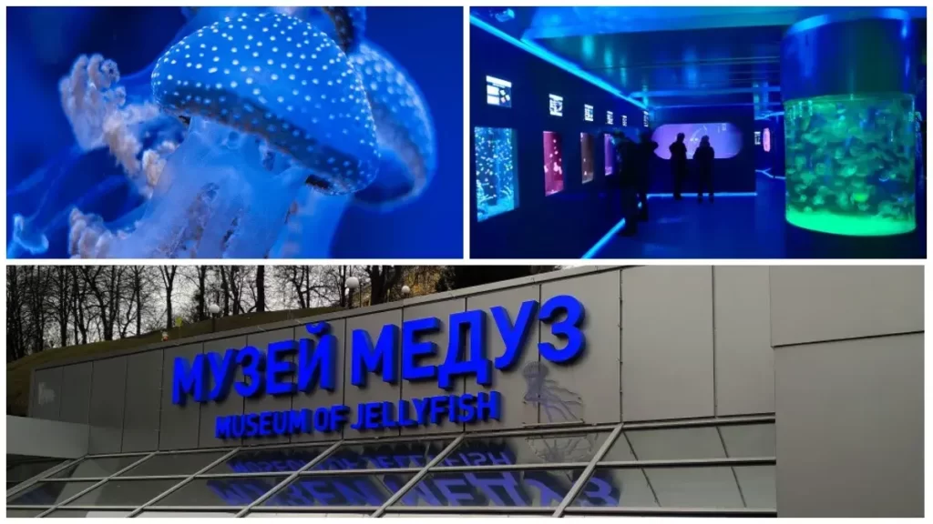 Музей медуз в Киеве: обзор и цены