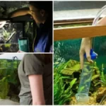 чищення та обслуговування акваріумів