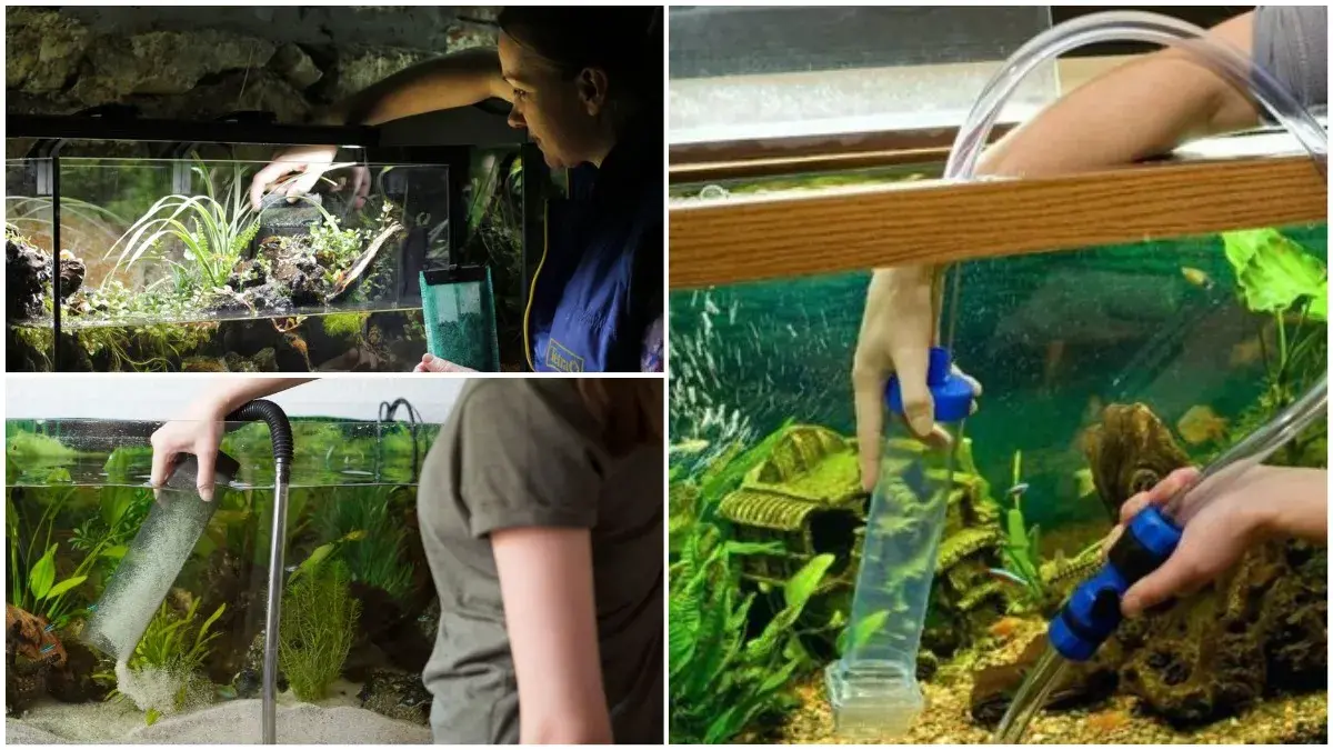 чищення та обслуговування акваріумів