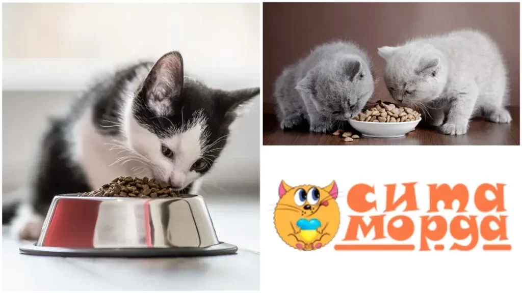 Особенности корма для маленьких котят