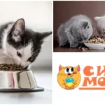 корм для кошек