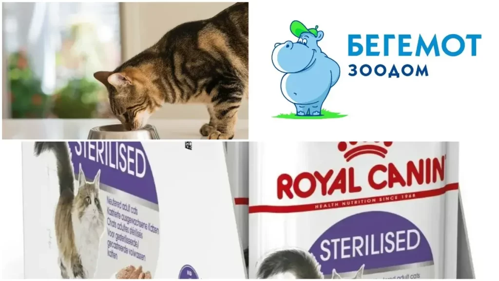 Чем кормить стерилизованных кошек?
