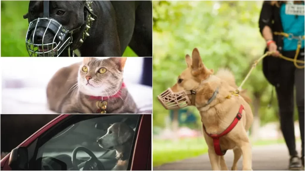 Оновлені Правила догляду за домашніми тваринами у Києві