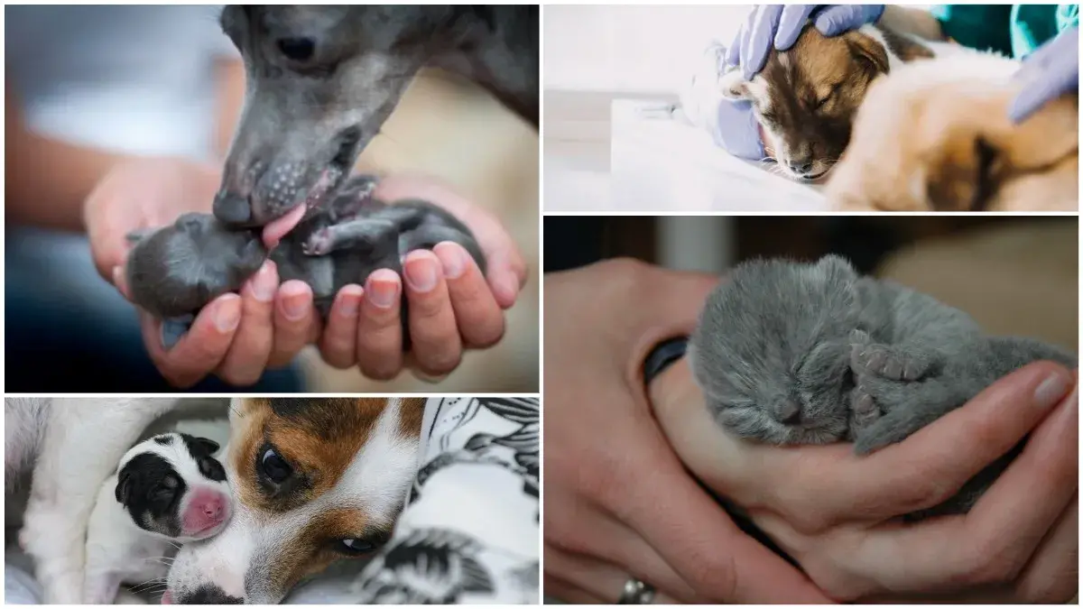 прием родов ветеринаром в Киеве