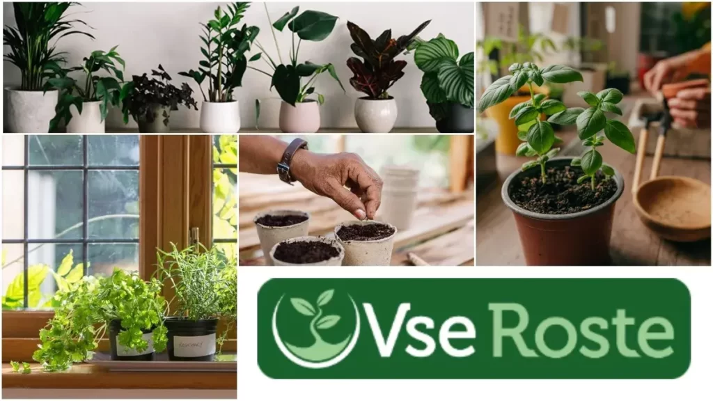 Семена комнатных растений: Гайд по выбору и покупке
